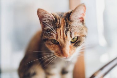 Çok komik kedi. Yakından gülüyor..