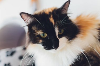 Çok komik kedi. Yakından gülüyor..