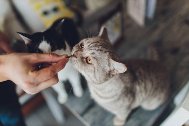 Çok komik kedi. Yakından gülüyor..