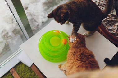 Çok komik kedi. Yakından gülüyor..
