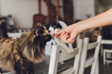 Çok komik kedi. Yakından gülüyor..