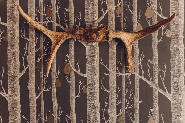 The head of a dead deer with horns and fur on the wall in the room. — Stok fotoğraf