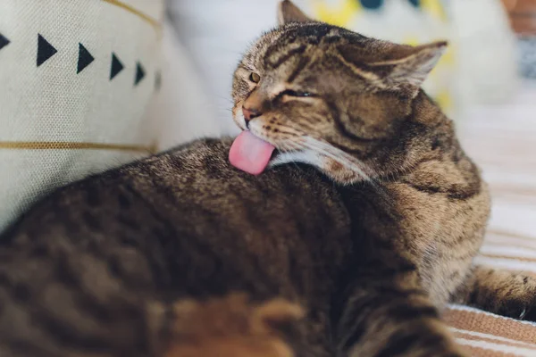 Gatto molto divertente che ride del primo piano. — Foto Stock