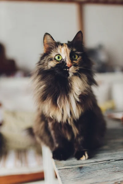 Gato muy divertido riendo del primer plano. — Foto de Stock