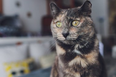 Çok komik kedi. Yakından gülüyor..