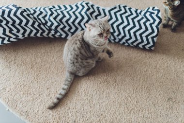 Çok komik kedi. Yakından gülüyor..