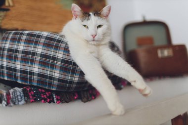 Çok komik kedi. Yakından gülüyor..