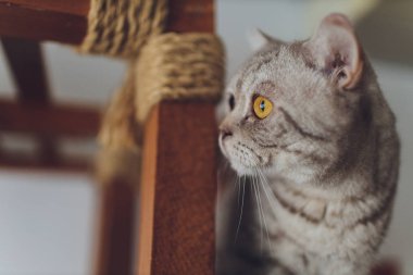 Çok komik kedi. Yakından gülüyor..