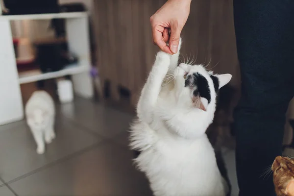 Gato muy divertido riendo del primer plano. —  Fotos de Stock