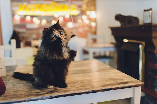 Chat très drôle riant du gros plan. — Photo