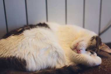 Çok komik kedi. Yakından gülüyor..