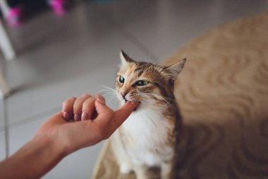 Çok komik kedi. Yakından gülüyor..