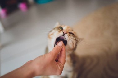 Çok komik kedi. Yakından gülüyor..