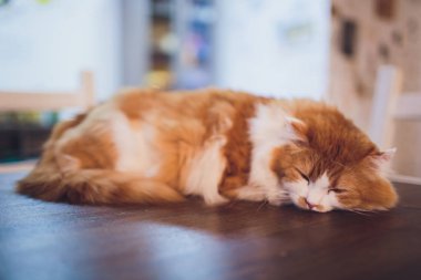 Çok komik kedi. Yakından gülüyor..