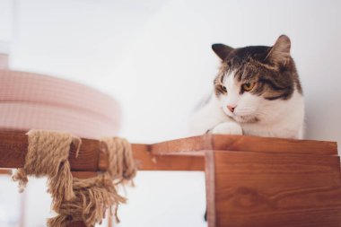 Çok komik kedi. Yakından gülüyor..