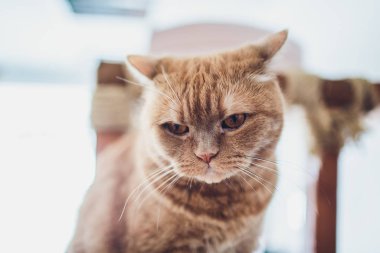 Çok komik kedi. Yakından gülüyor..