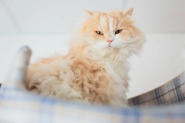 Very funny cat laughing of the close up. — Stock Photo, Image