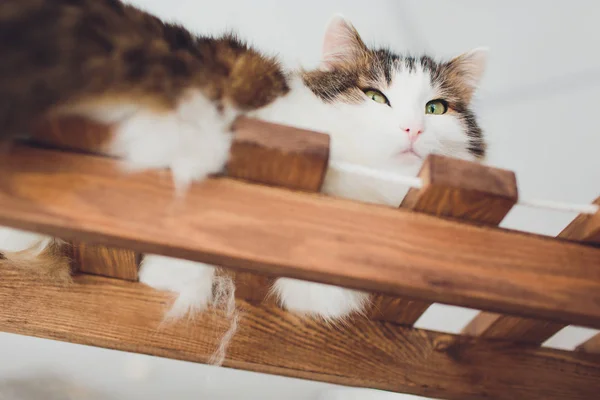 Very funny cat laughing of the close up. — Stock Photo, Image