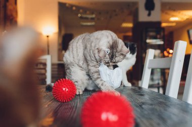Kedi için tıbbi maske. Virüs korumalı kedi. Evde yalnız bir kedi var..