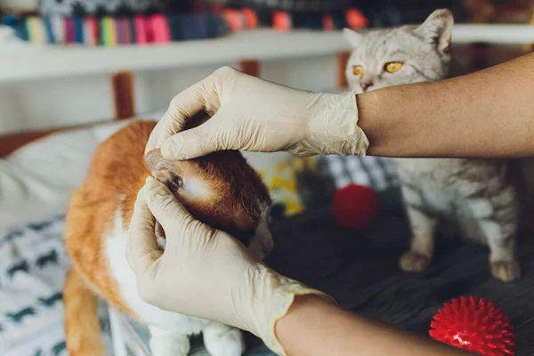 Veterinário olhando orelha de um gato ao fazer check-up na clínica . — Fotografia de Stock