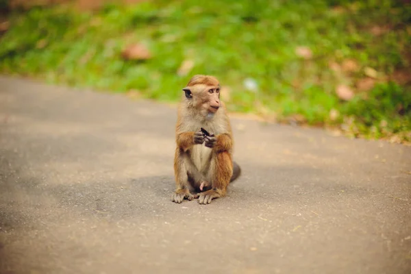 Monyet Toque melihat ke kamera di Sigiriya, Sri Lanka. — Stok Foto