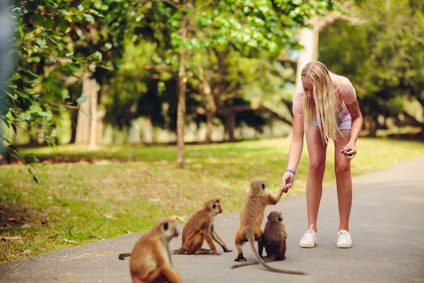 Toque macaque patrząc w aparat fotograficzny w Sigiriya, Sri Lanka. — Zdjęcie stockowe