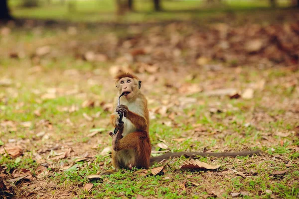 Monyet Toque melihat ke kamera di Sigiriya, Sri Lanka. — Stok Foto