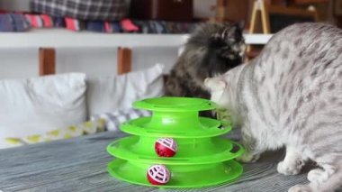 Kedi, kediler için özel bir oyuncağın içinde topla oynar..