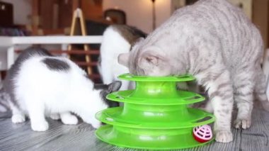 Kedi, kediler için özel bir oyuncağın içinde topla oynar..