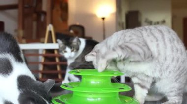 Kedi, kediler için özel bir oyuncağın içinde topla oynar..