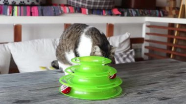 Kedi, kediler için özel bir oyuncağın içinde topla oynar..