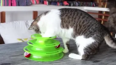 Kedi, kediler için özel bir oyuncağın içinde topla oynar..
