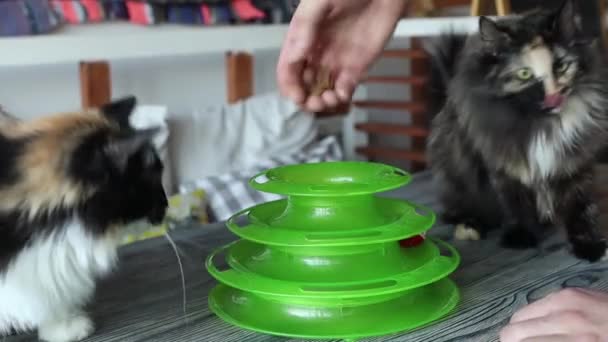 Кот играет с мячом в специальной игрушке для кошек. — стоковое видео