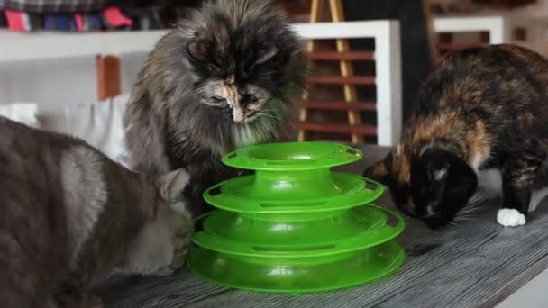 Kat speelt met een bal in een speciaal speeltje voor katten. — Stockvideo