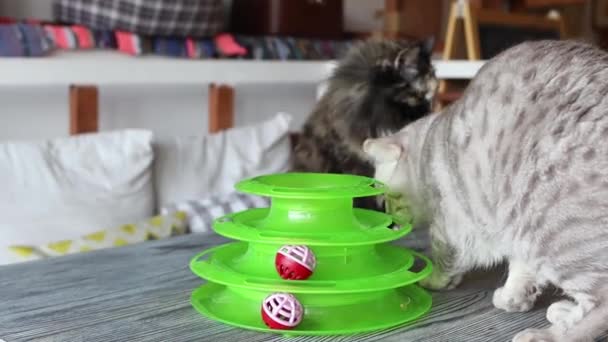 Gato juega con una pelota en un juguete especial para gatos. — Vídeo de stock