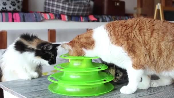 Katze spielt mit Ball in einem speziellen Spielzeug für Katzen. — Stockvideo