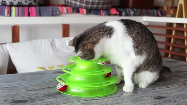 Gato juega con una pelota en un juguete especial para gatos. — Vídeo de stock