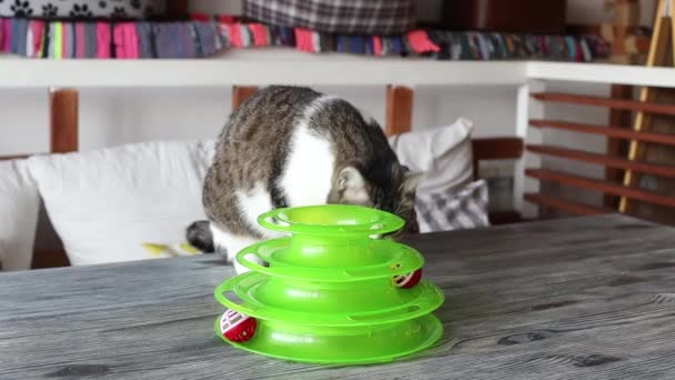 Gato juega con una pelota en un juguete especial para gatos. — Vídeo de stock