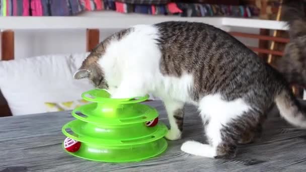 Gato juega con una pelota en un juguete especial para gatos. — Vídeo de stock