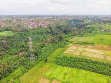 Pirinç tarlalarının, evlerin ve Endonezya 'nın Bali kentindeki Ubud yakınlarındaki bir yolun yukarıdan görünüşü.