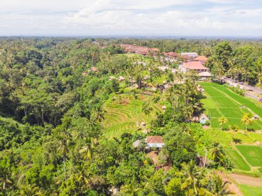 Yeşil renkli tarımsal paketlerin soyut geometrik şekillerinin üst görüntüsü. Sulu Bali pirinç tarlaları. Hava görüntüsü doğrudan alanın üstündeki İHA 'dan çekiliyor.