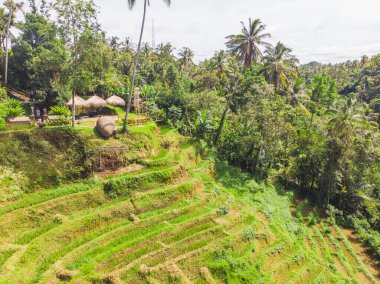 Yeşil renkli tarımsal paketlerin soyut geometrik şekillerinin üst görüntüsü. Sulu Bali pirinç tarlaları. Hava görüntüsü doğrudan alanın üstündeki İHA 'dan çekiliyor.