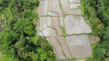 Yeşil renkli tarımsal paketlerin soyut geometrik şekillerinin üst görüntüsü. Sulu Bali pirinç tarlaları. Hava görüntüsü doğrudan alanın üstündeki İHA 'dan çekiliyor.