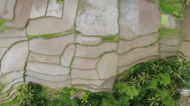 Top view of Abstract geometric shapes of agricultural parcels in green color. Bali rice fields with water. Aerial view shoot from drone directly above field. — Stock Video