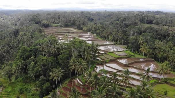 Ovanifrån av abstrakta geometriska former av jordbruksskiften i grön färg. Bali risfält med vatten. Flygfoto skjuta från drönare direkt ovanför fältet. — Stockvideo