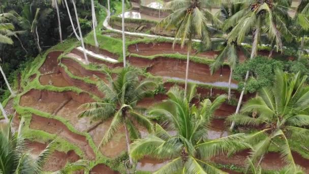 Bovenaanzicht van abstracte geometrische vormen van landbouwpercelen in groene kleur. Bali rijstvelden met water. Luchtopname vanuit de drone direct boven het veld. — Stockvideo