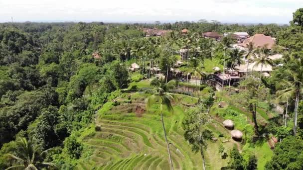 Vue du dessus des formes géométriques abstraites des parcelles agricoles en couleur verte. Les rizières de Bali avec de l'eau. Vue aérienne prise depuis un drone situé directement au-dessus du champ . — Video