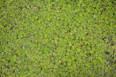 Kebun Raya Bali 'de çiçek açan beyaz ve pembe su Lilly - Endonezya, Bali' de Bali Botanik Bahçesi.