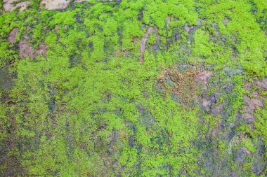 Birden fazla kullanım için biçimlendirilmiş grunge beton duvar.