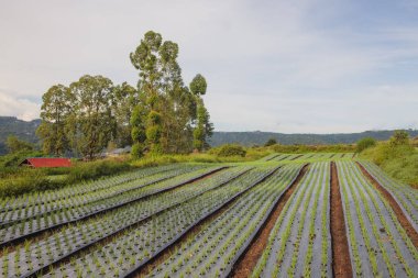 Tarlada soğan bitkileri birleşiyor. Yaz mevsiminde güneşli bir gün..